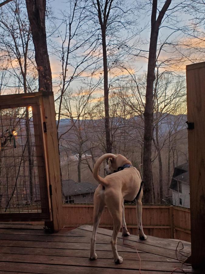 Treehouse Cathedral In Blue Ridge Mountains, Nc Villa Burnsville Exteriör bild